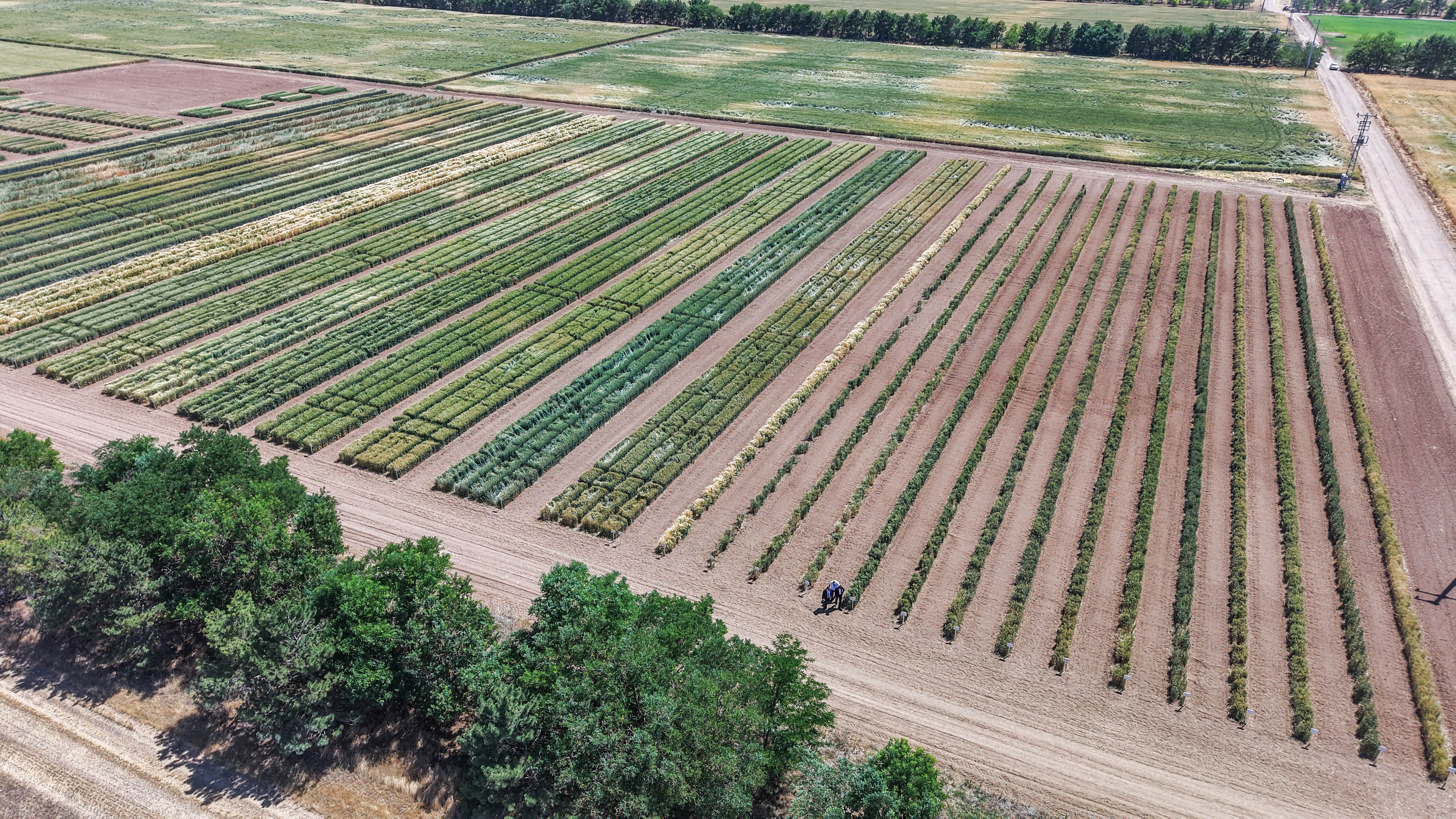 Konya'da TİGEM’de üretilen tohumların yüzde 45’i kuraklığa dayanıklı