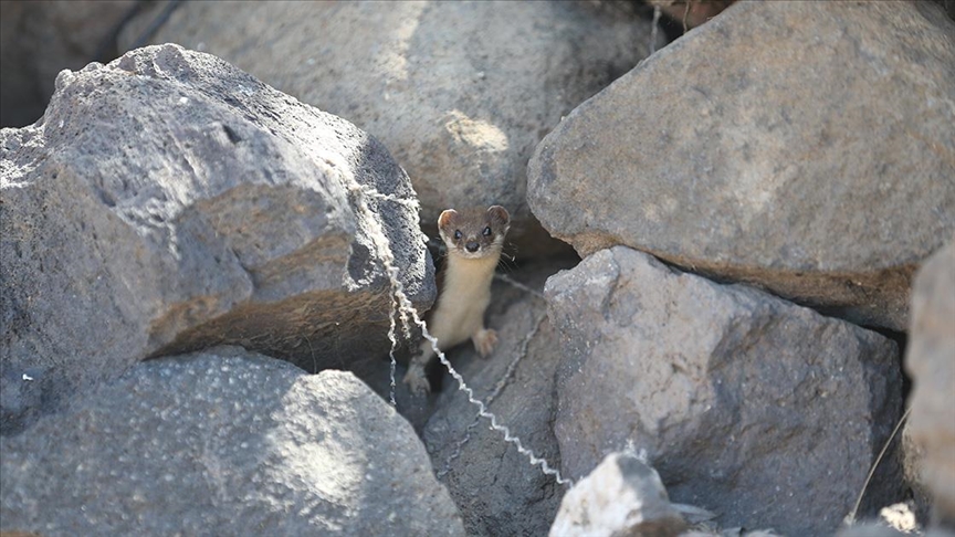 Koruma altındaki gelincik Kars kırsalında görüntülendi