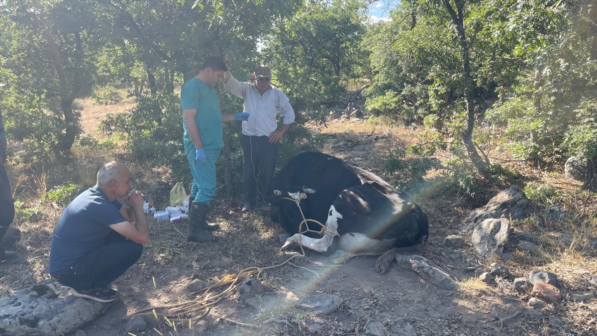 Seydişehir'de kaybolan inek jandarma tarafından dron desteğiyle bulundu