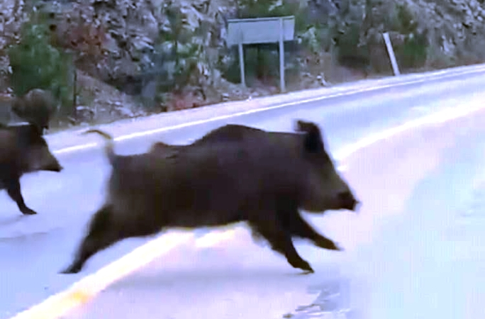Sürücüler Dikkat! Konya'da Yaban Domuzu Sürüsü Yola Çıktı, Tehlike Büyük