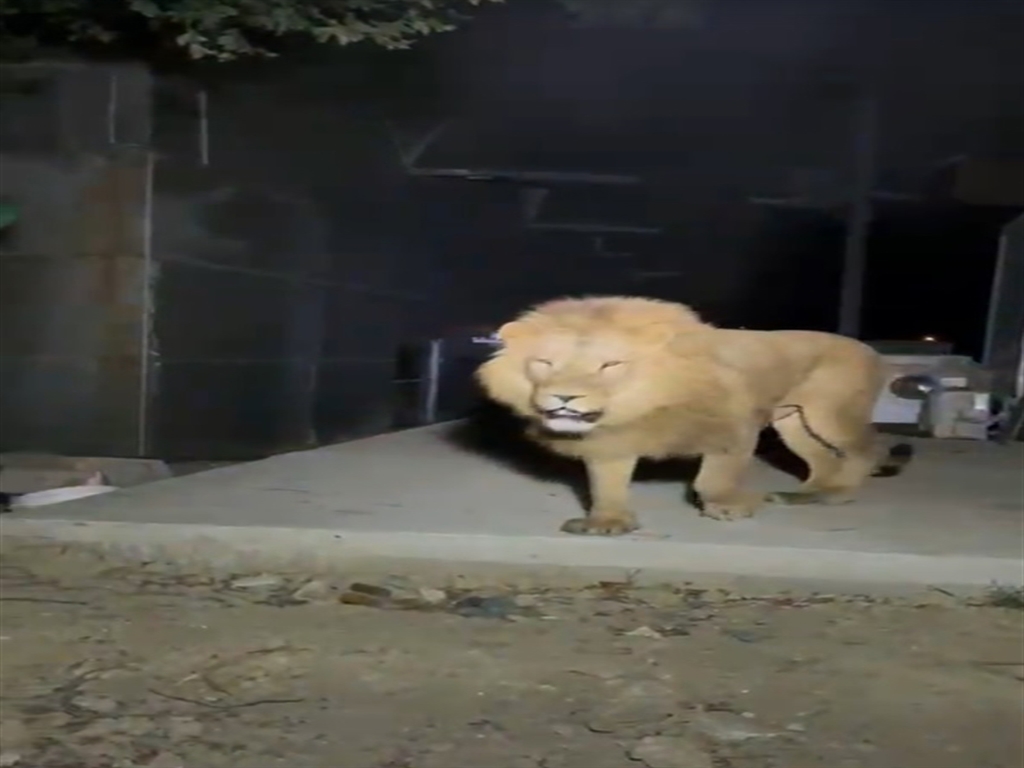 Hayvan parkından kaçan aslan öldürüldü, saldırdığı kişi yaralandı