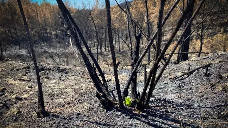 Antalya-'Yanan yerlere badem, zeytin, ceviz dikme fikri, bilimsel gerçeklikten uzak