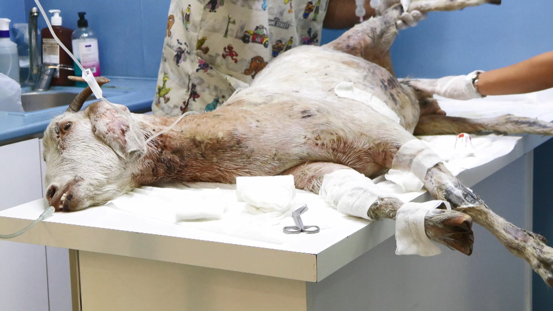 İstanbul- Ödemiş'te yangından yaralı kurtarılan 'Melek' isimli keçi İstanbul'da tedavi ediliyor