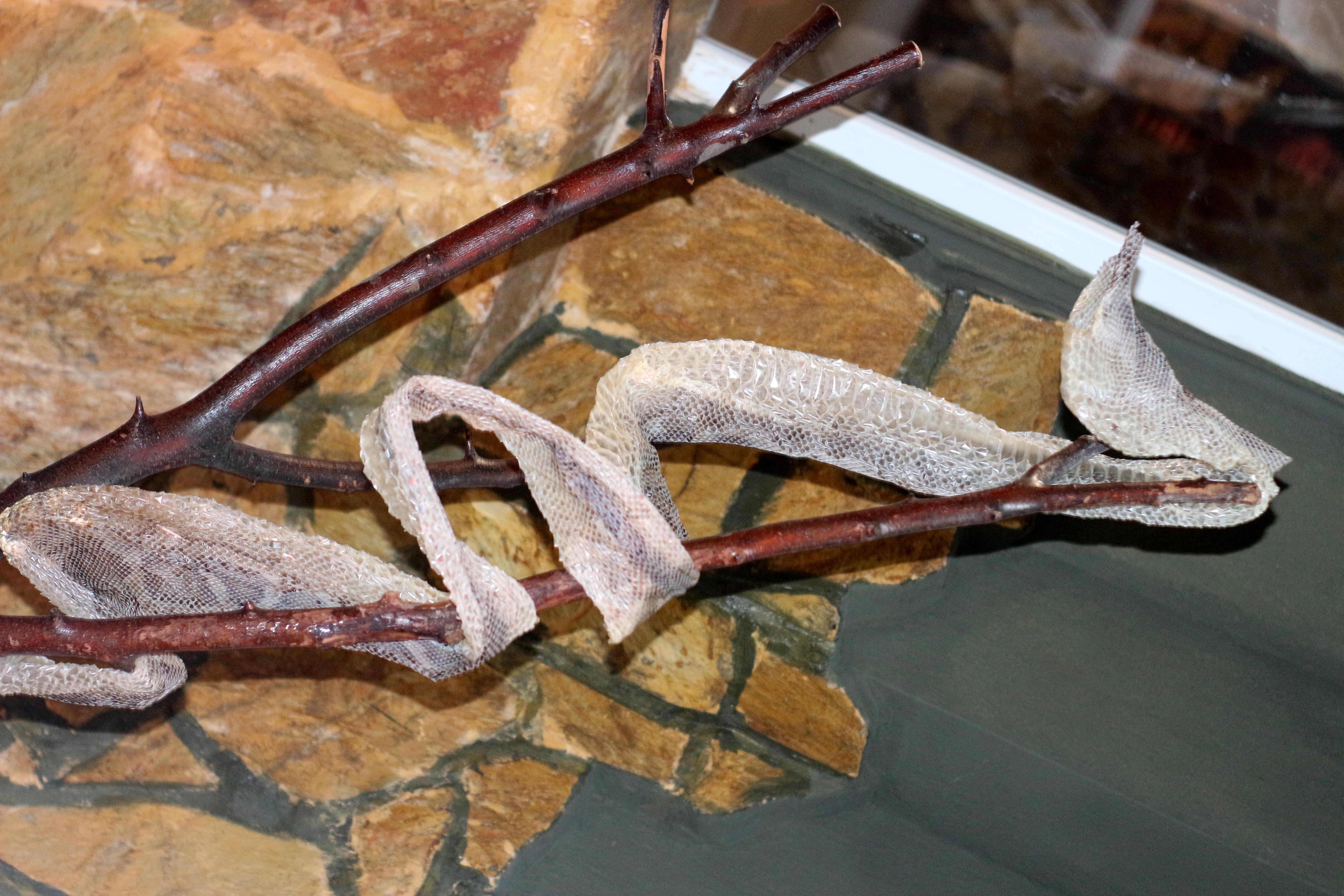 Antalya - Yılan derisine ilginç talep