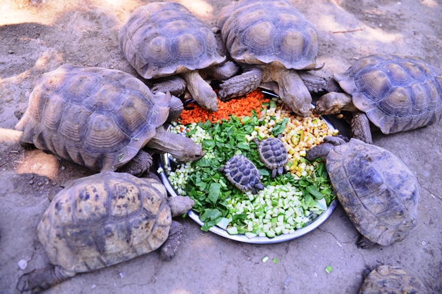 Bursa Hayvanat Bahçesi’ndeki kaplumbağalara serpme kahvaltı