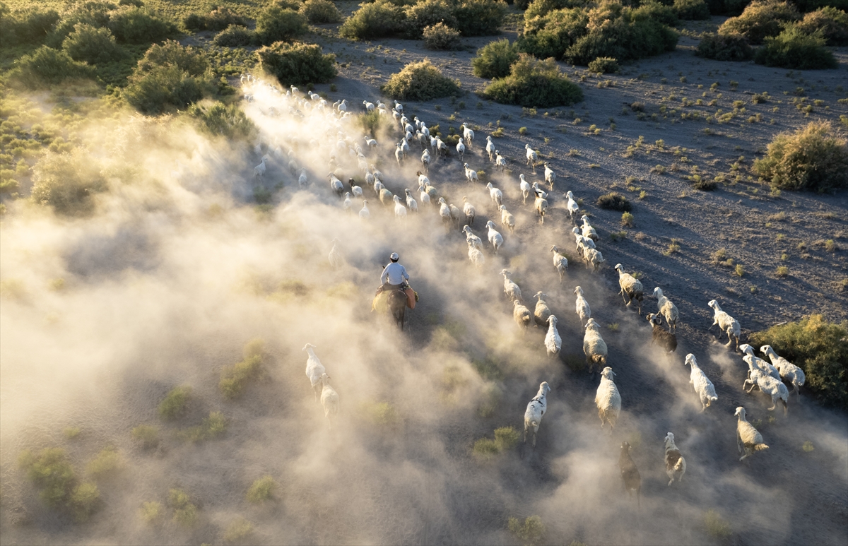 KONYA - Besiciler aşırı sıcaklar nedeniyle koyunlarını akşam saatlerinde meraya çıkarmayı tercih ediyor