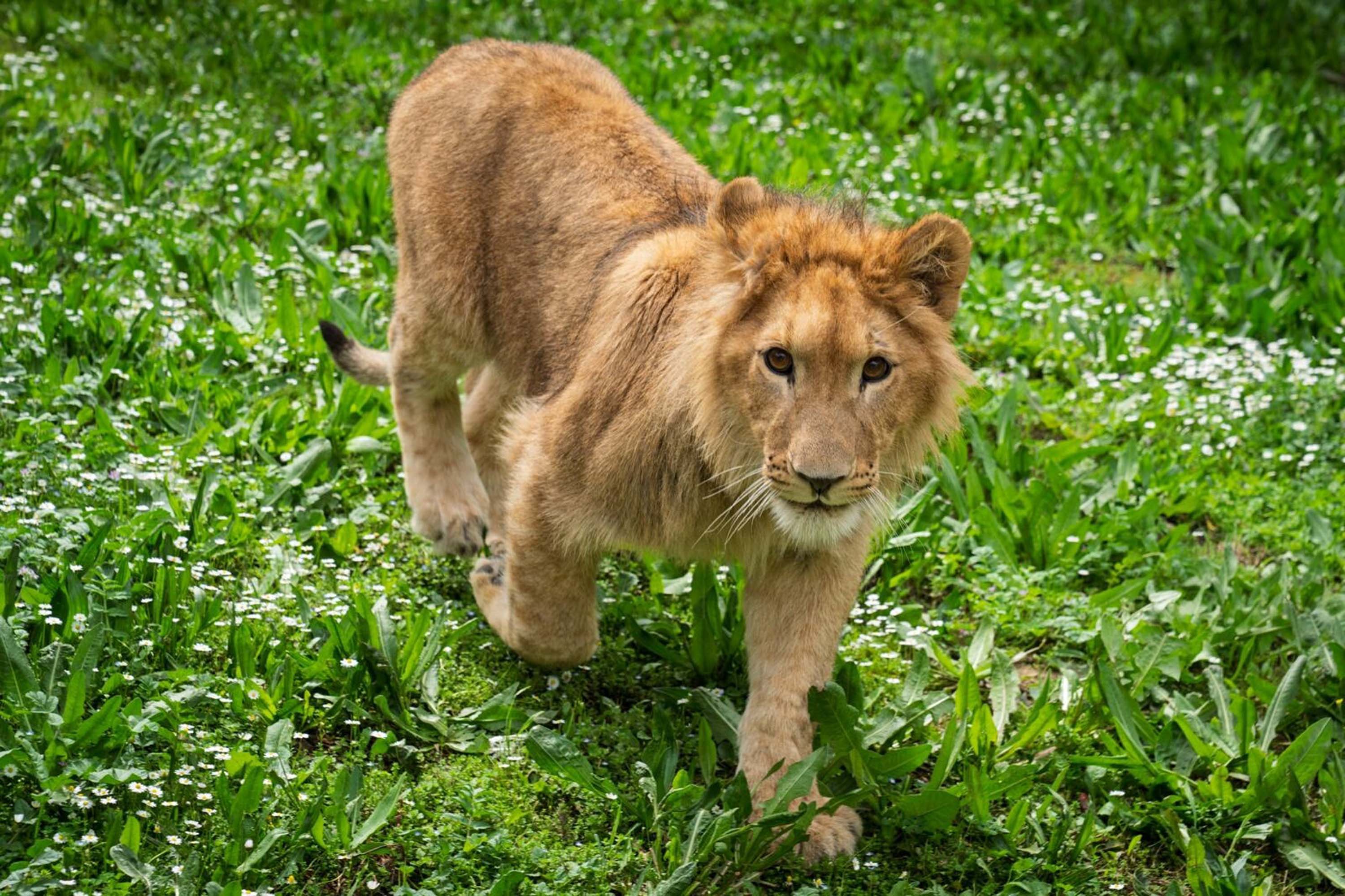 İsmi anketle belirlenen aslanı doğal yaşam parkında başka bir aslan öldürdü