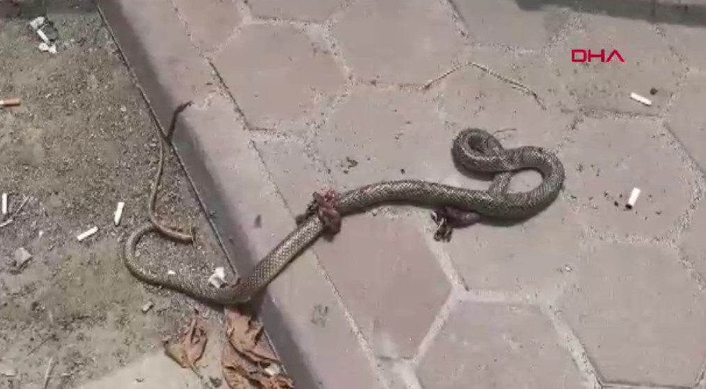 Bursa - Öldürdüğü bacağını ısıran yılan ile hastaneye gitti