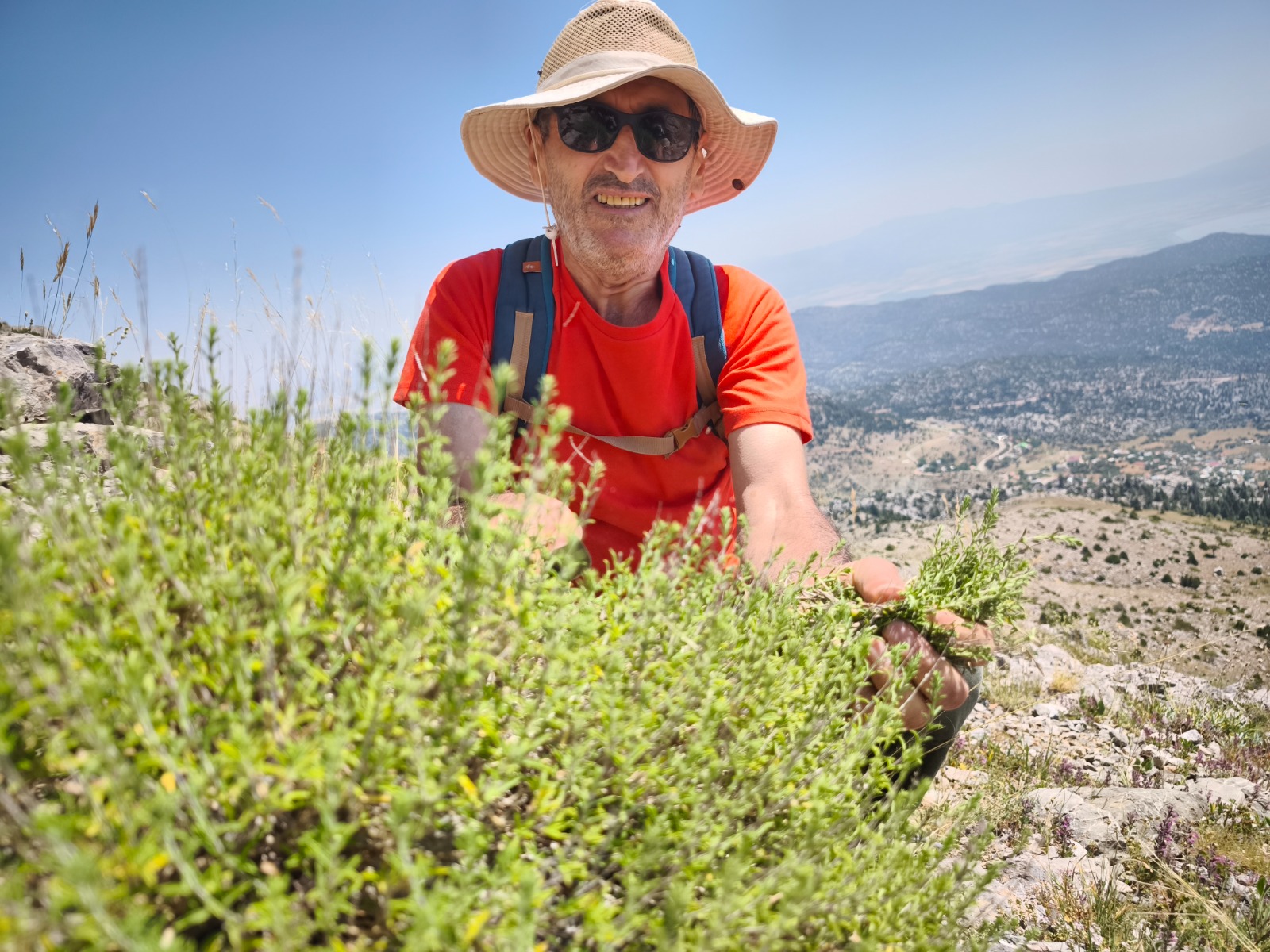 Konya ve Antalya Yaylalarının Yeşil Hazinesi: Dünyanın En Kaliteli Kekiği