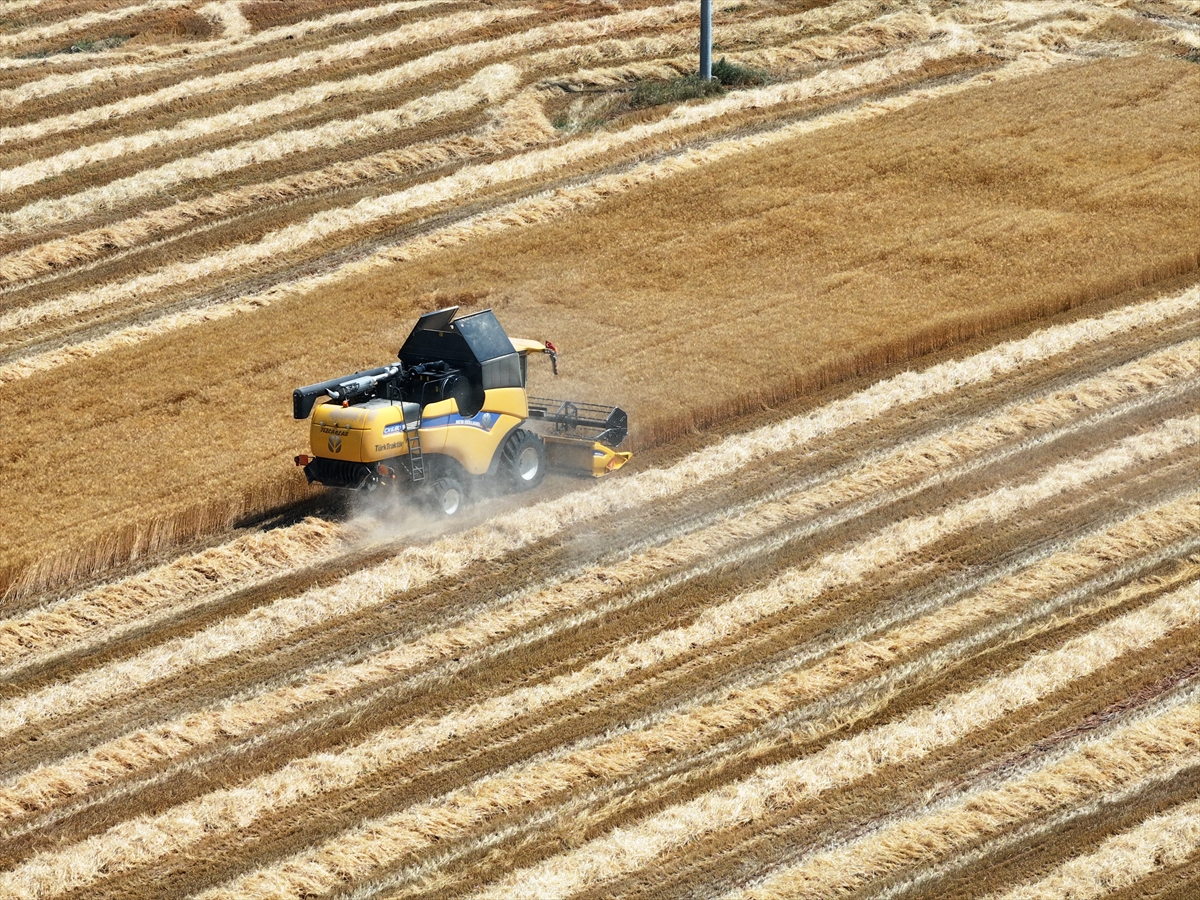 Konya Ovası'nda buğdayda yüzde 15, arpada yüzde 30 rekolte kaybı bekleniyor