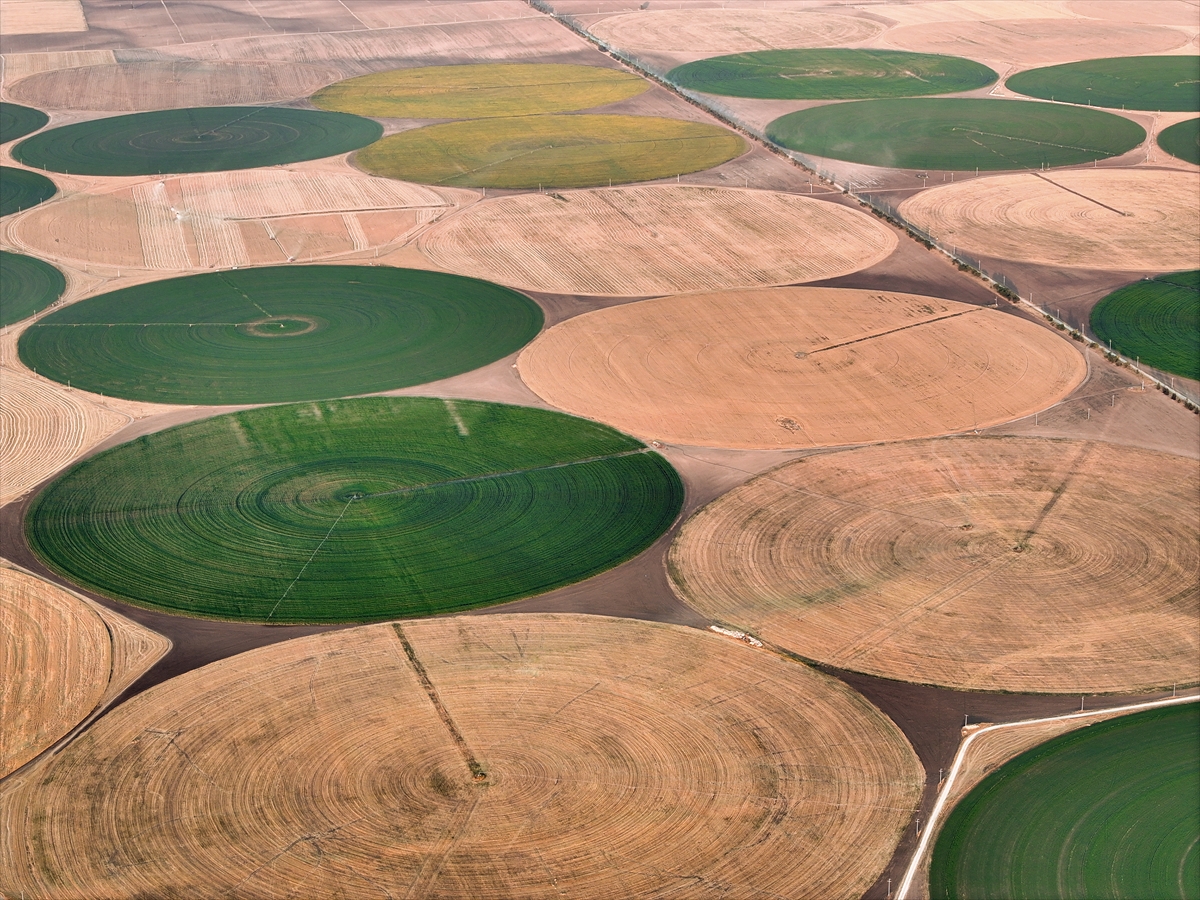 Konya'nın devasa dairesel tarlalarında hasat tamamlandı