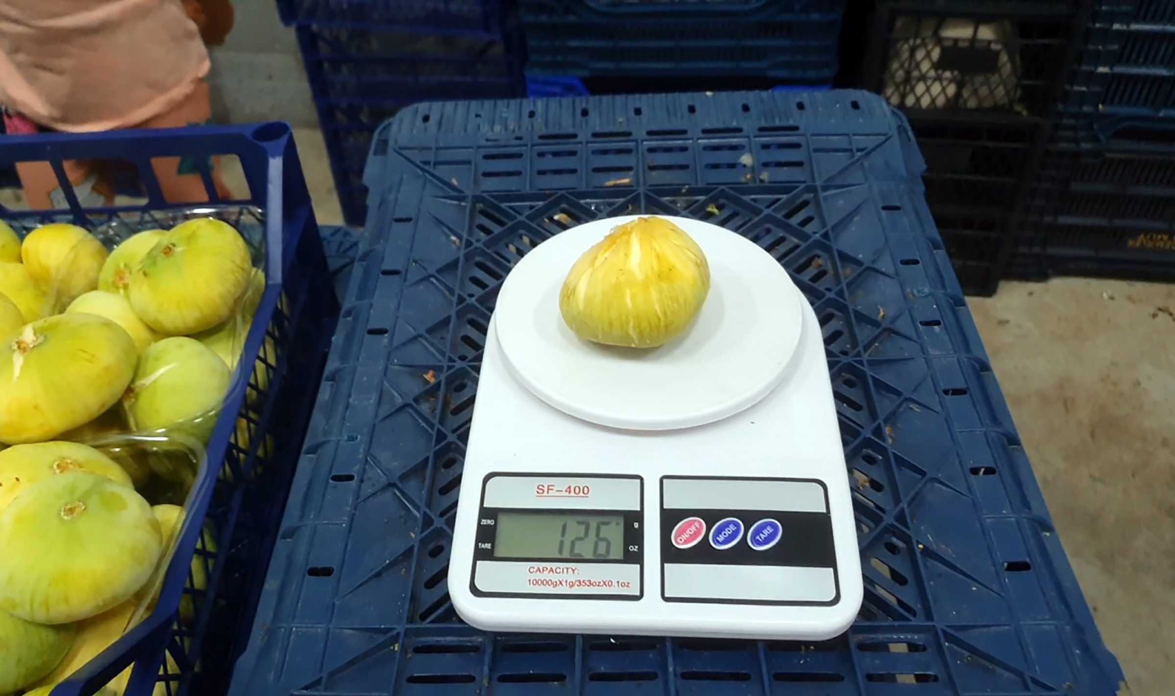 Mut beyazı incir, tanesi 20 TL'den ihraç ediliyor