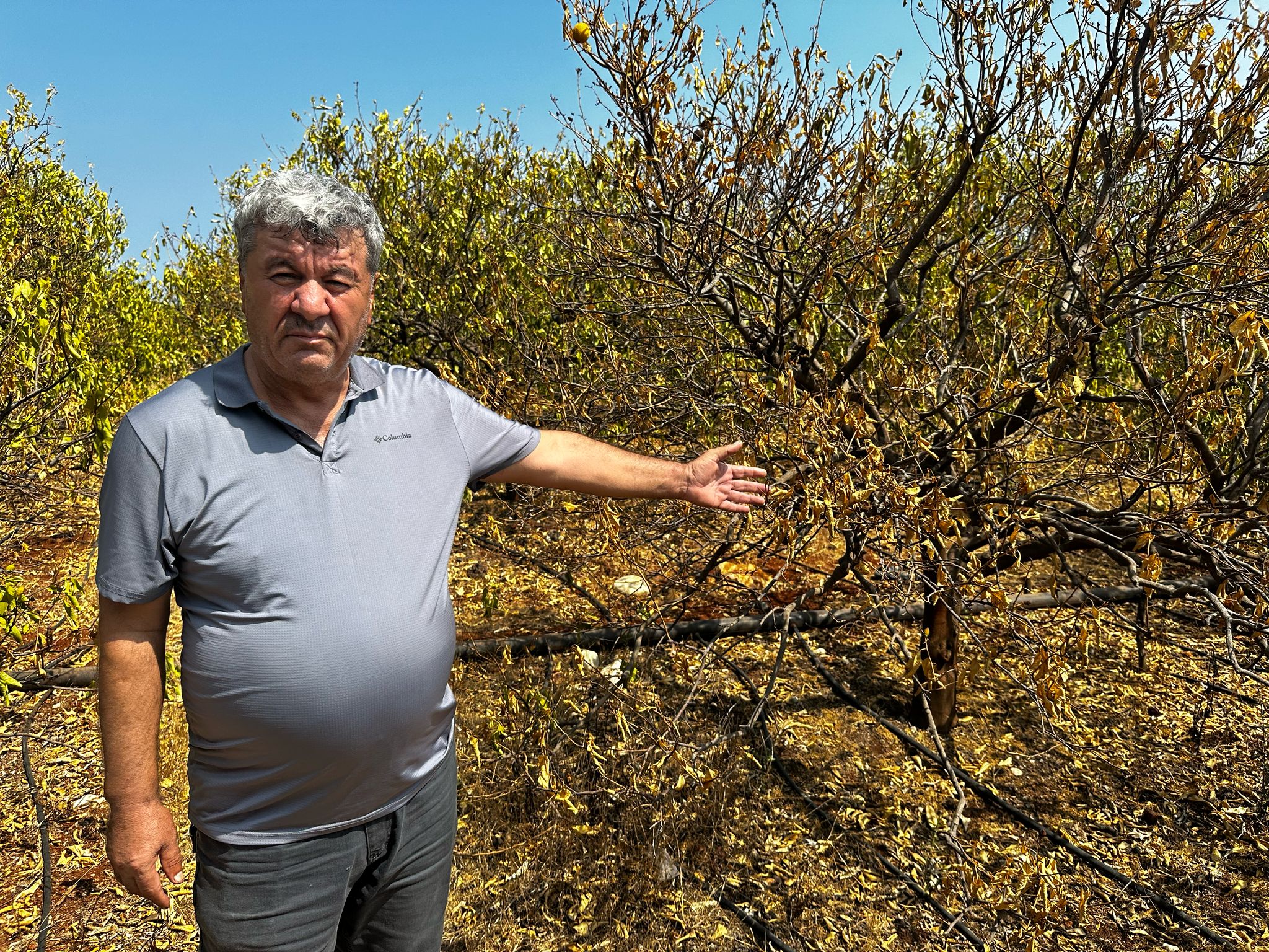 Mersin'de 1000 dönümlük limon bahçesi, susuzluktan kurudu