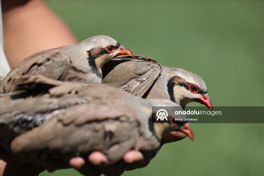 Konya'daki tesiste 100 bin keklik üretildi