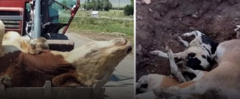 Şap Hastalığı Ardahan'da Büyük Zarara Yol Açtı: 10 Binden Fazla Hayvan Telef Oldu