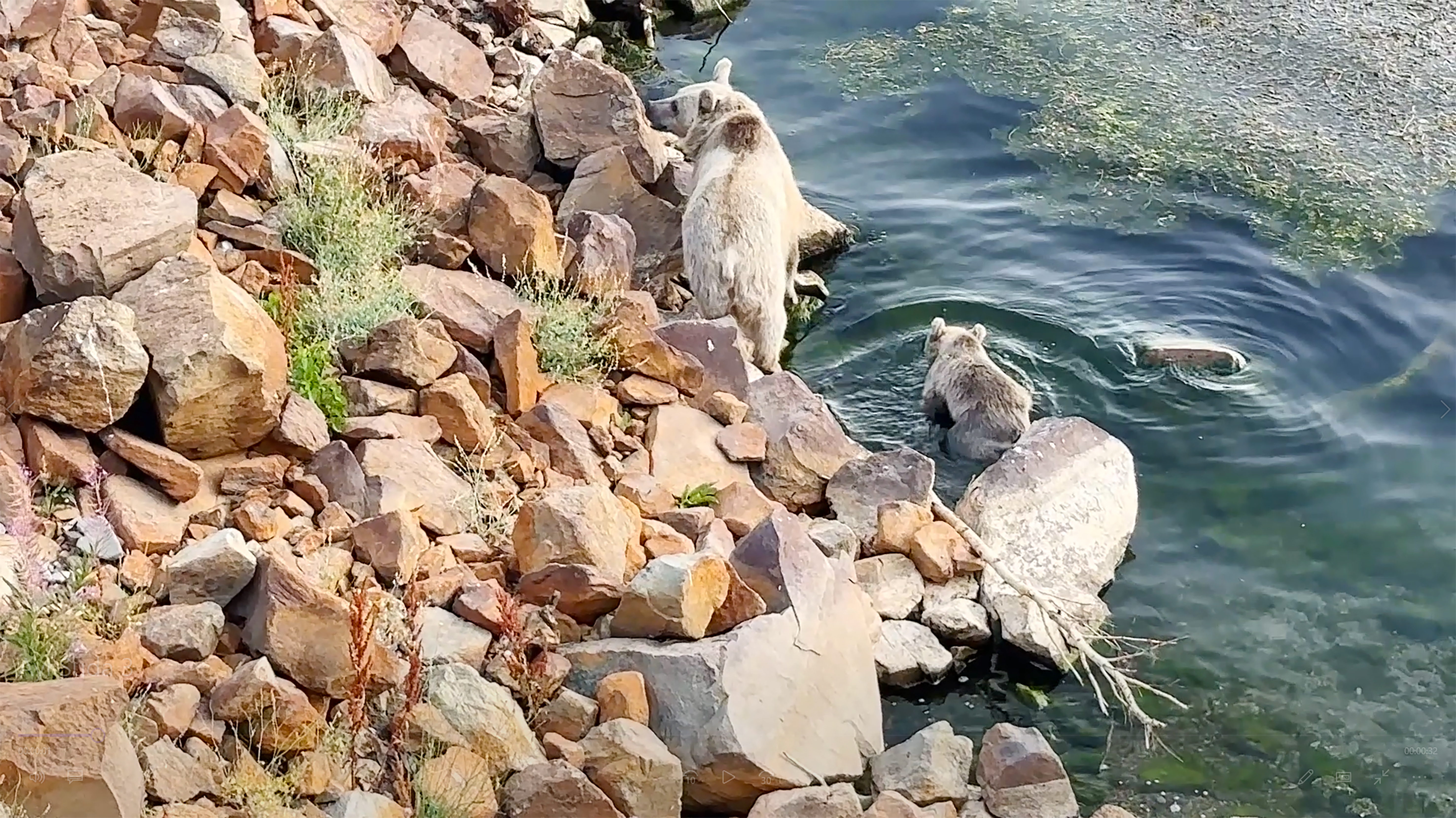 Bozayılar, Nemrut Krater Gölü’nde yüzerken görüntülendi