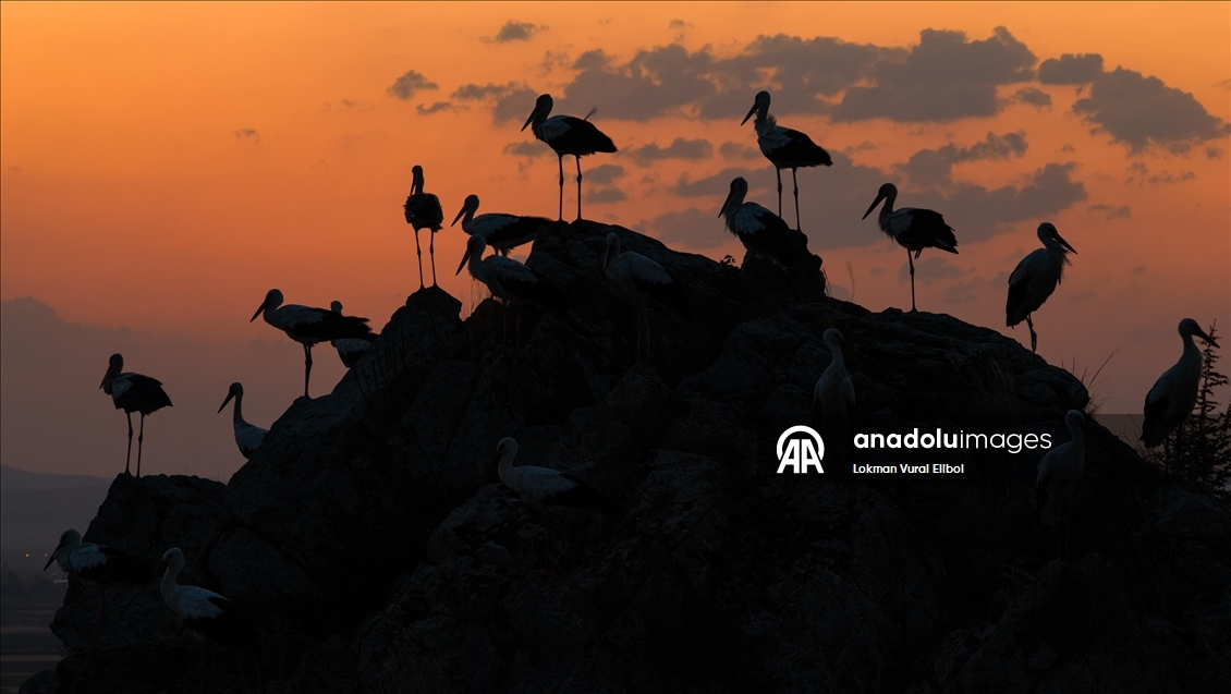 AFYONKARAHİSAR - Leylekler sonbahar göçü öncesi Afyonkarahisar’da mola verdi