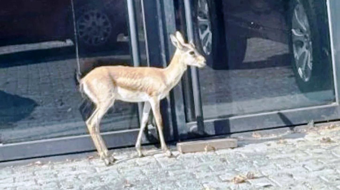 Antalya'da İş insanının, villasının bahçesinde beslediği yavru ceylan kaçtı