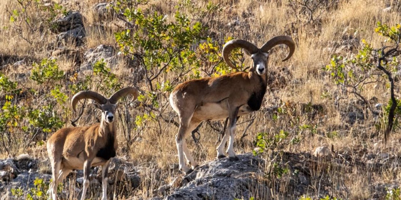 Konya Bozdağ Yaban Hayatı Geliştirme Sahası ve Üretim İstasyonu’nda bulunan 5 adet Anadolu Yaban Koyunu kotası ihale edilecek.