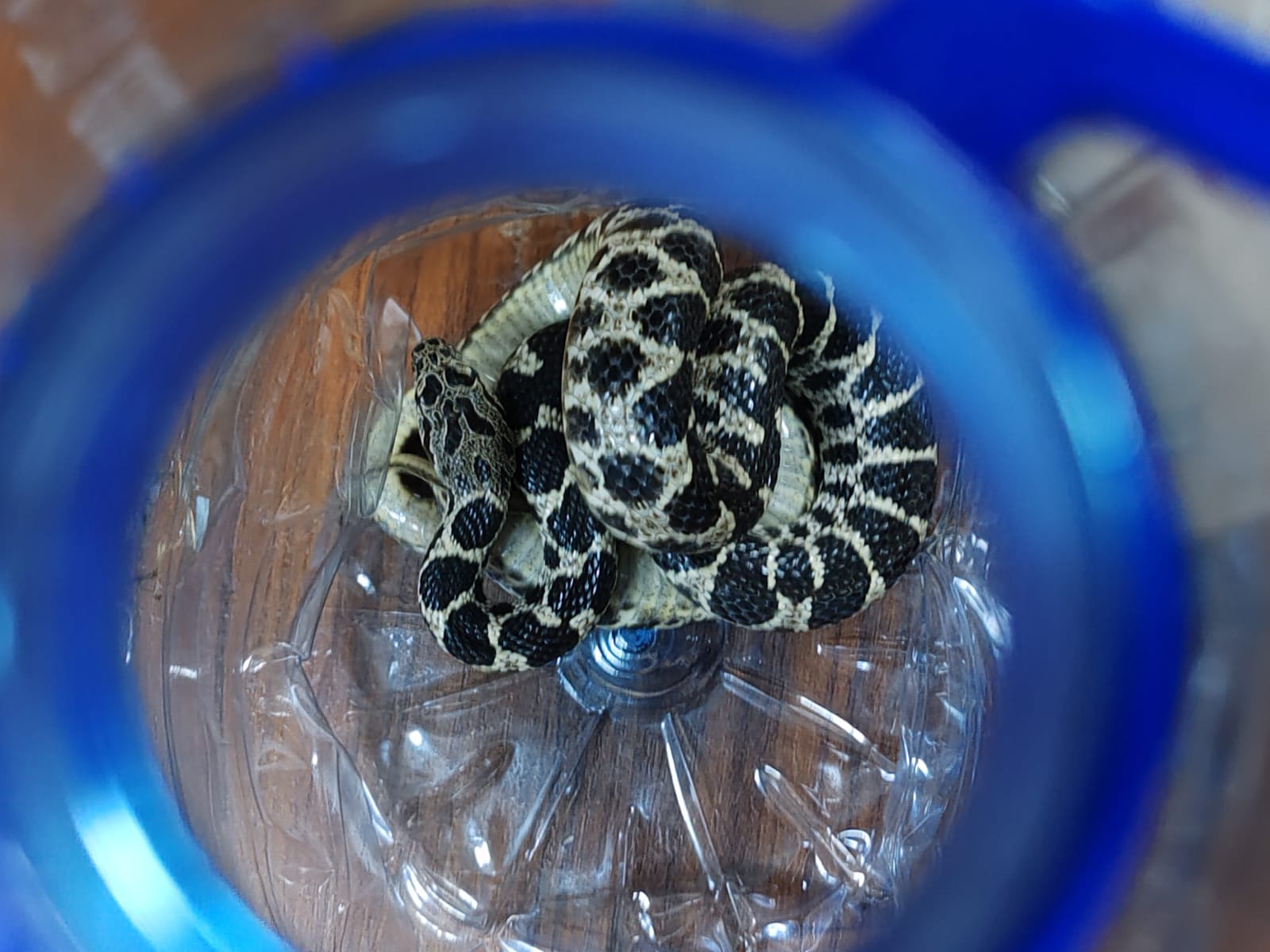 Seydişehir'de Eve Giren Yılan İtfaiye Ekipleri Tarafından Yakalanarak Doğaya Bırakıld