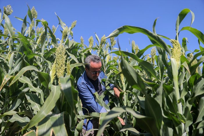 Konya'da su dayanmayan mısıra yeni alternatif