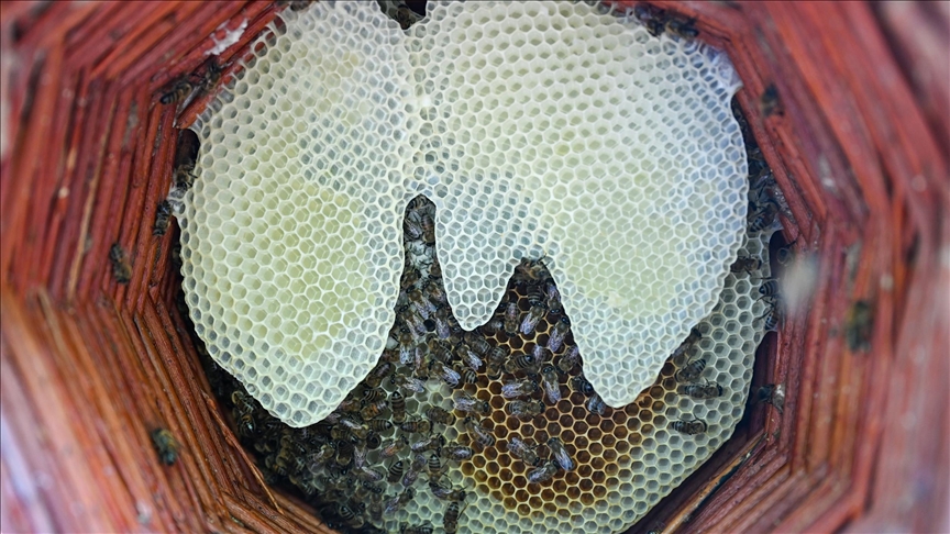  Karakovan bal üreticileri hasada yüksek verimle başladı