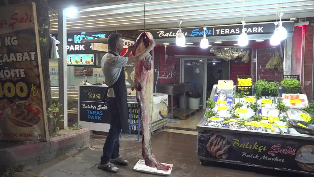 AMASYA - 2 metre 20 santimetre uzunluğunda yayın balığı yakalandı
