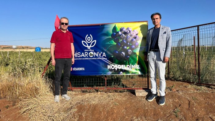 Doğanhisar’da aronya hasadı başladı.