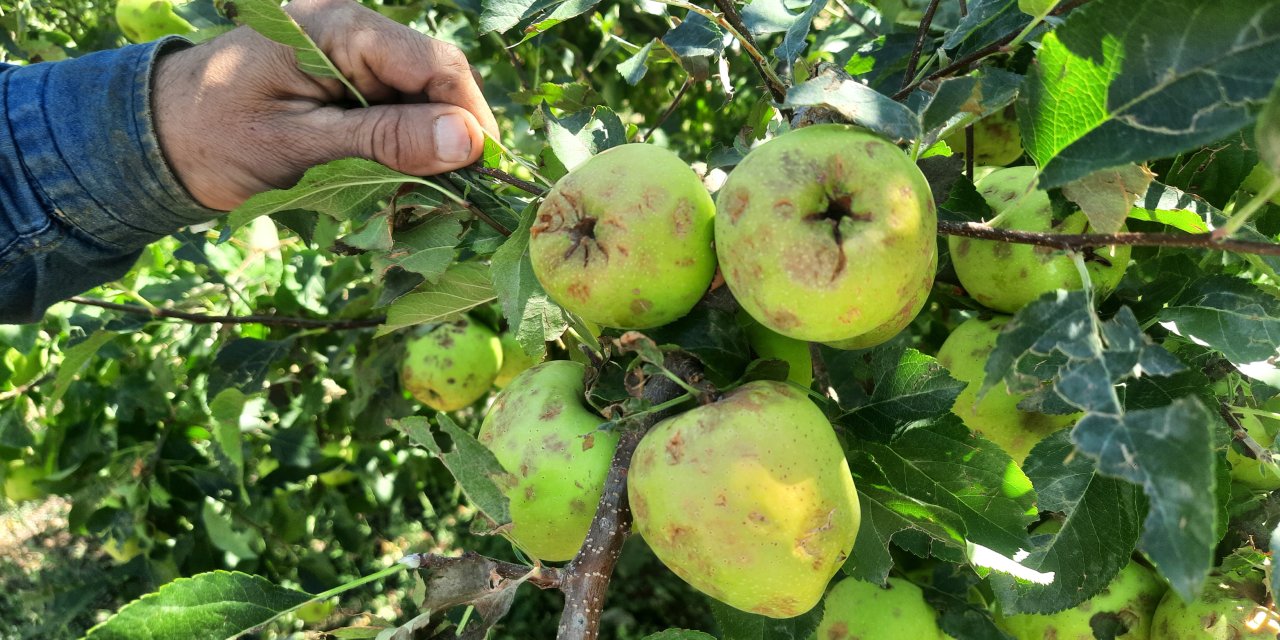 Bozkırda çiftçinin emeği bir günde yok oldu