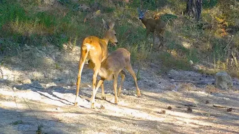 Karabük - Yavrularıyla gezen boz ayı ve karacalar fotokapanda