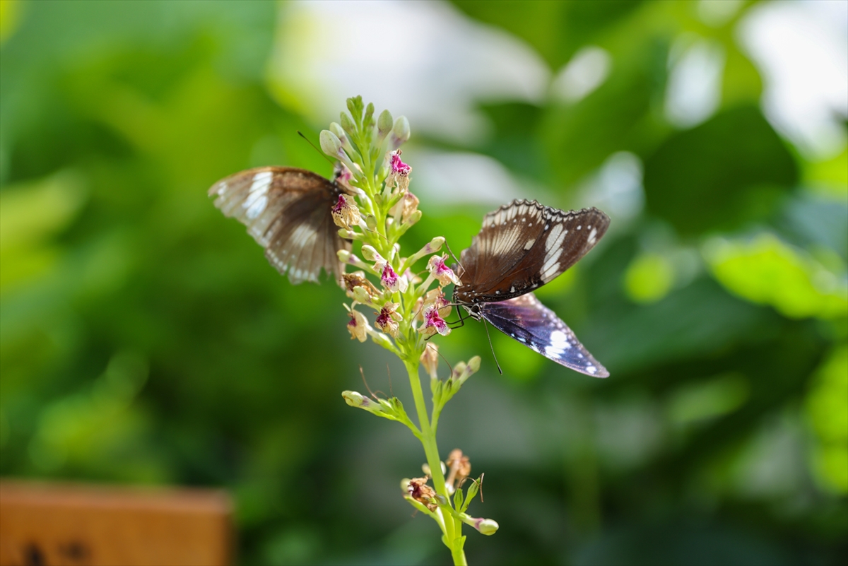 Konya Tropikal Kelebek Bahçesi yaz döneminde 272 bin ziyaretçiyi ağırladı