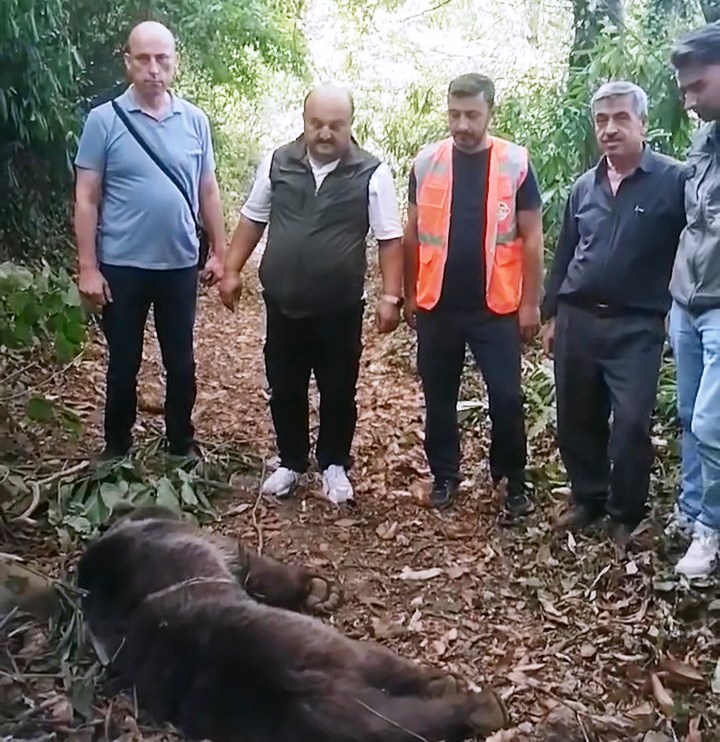Ormanda tuzağa takılan ayı, iğneyle bayıltılarak kurtarıldı