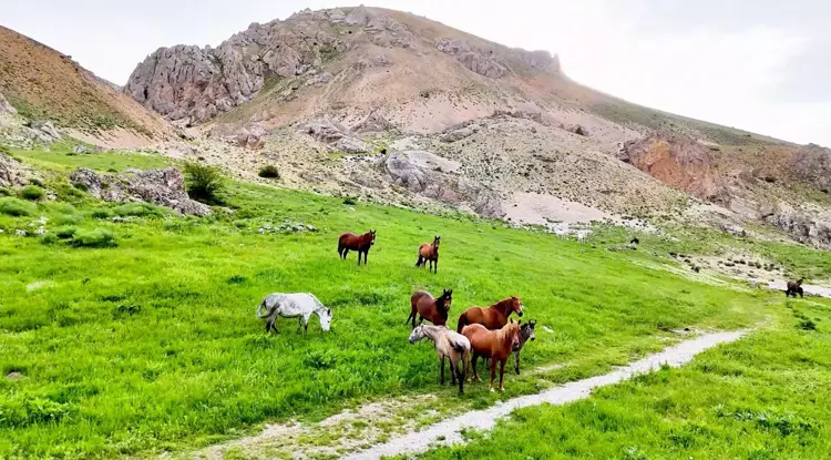 Erzincan- Munzur Dağları'ndaki yılkı atları dron ile görüntülendi