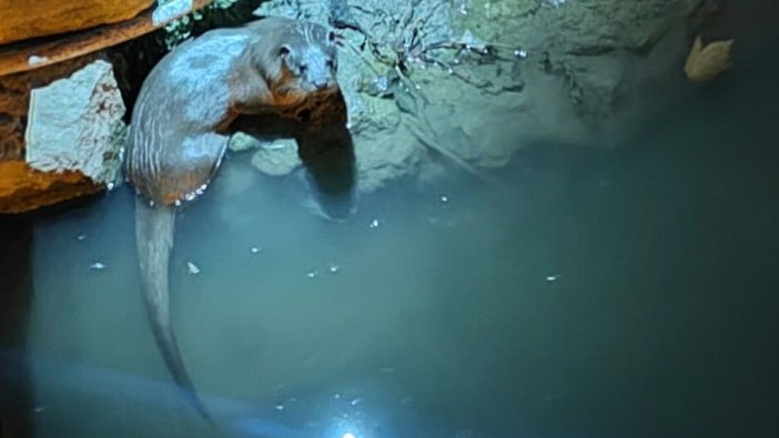 Bozkırın Sevimli Misafirleri Ulu Çay'da Yeniden Görüldü