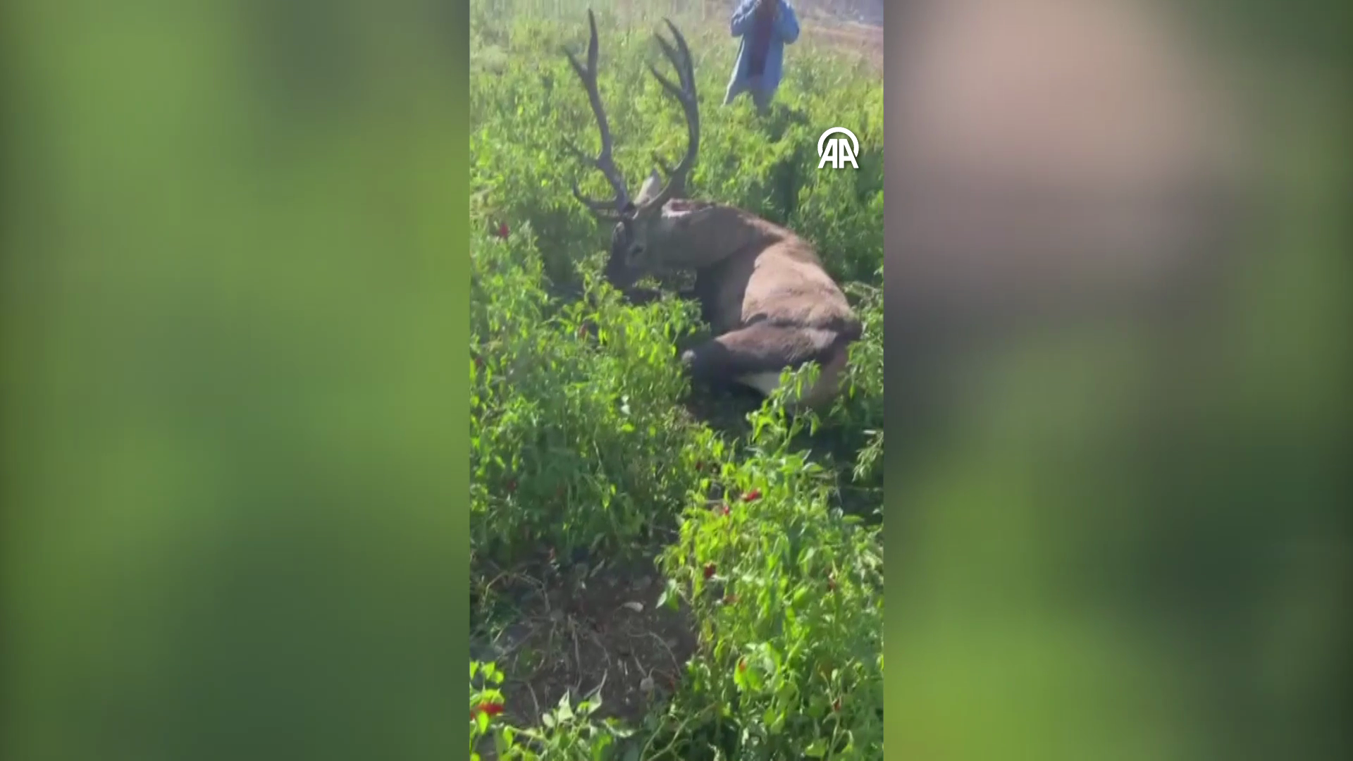 GAZİANTEP - Sulama hortumuna dolanan yaban geyiği kurtarıldı