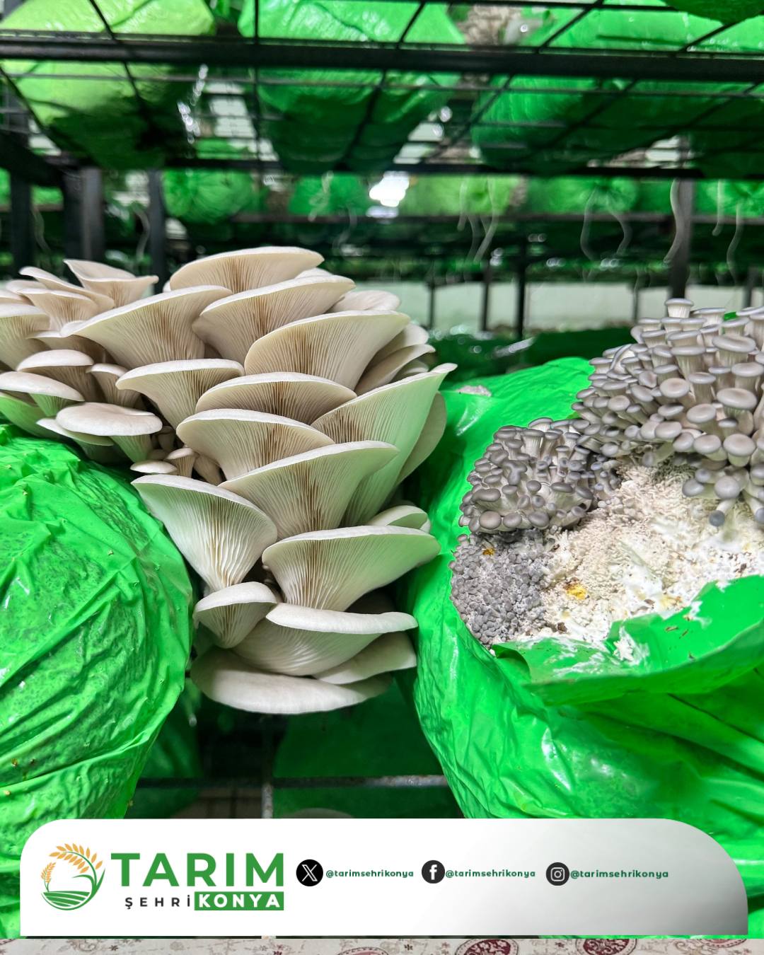 Seydişehir Gökhüyük'te Mantar Üreticilerine Uzman Kontrolü ve Teknik Destek