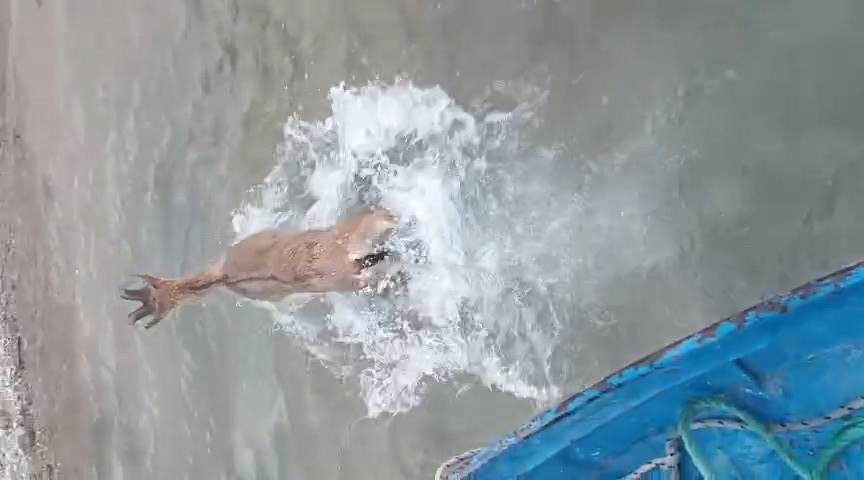 Elâzığ'da Baraj gölüne düşen dağ keçisini balıkçılar kurtardı; o anlar kamerada