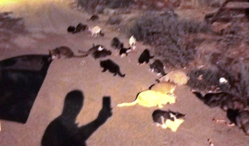 Seydişehir'in Hayvansever Kasabı: Osman Usta ve Mahallenin Kedileri