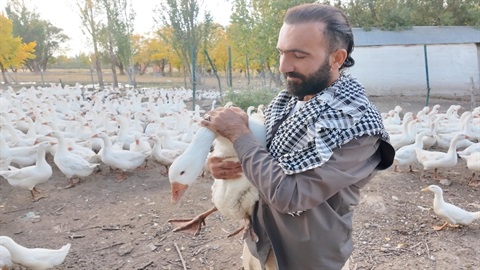 Ağrı - Islık sesiyle yüzlerce kanatlı hayvanı etrafına topluyor