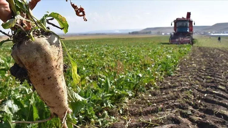 Şeker pancarı alım fiyatı 3 bin 100 TL olarak güncellendi