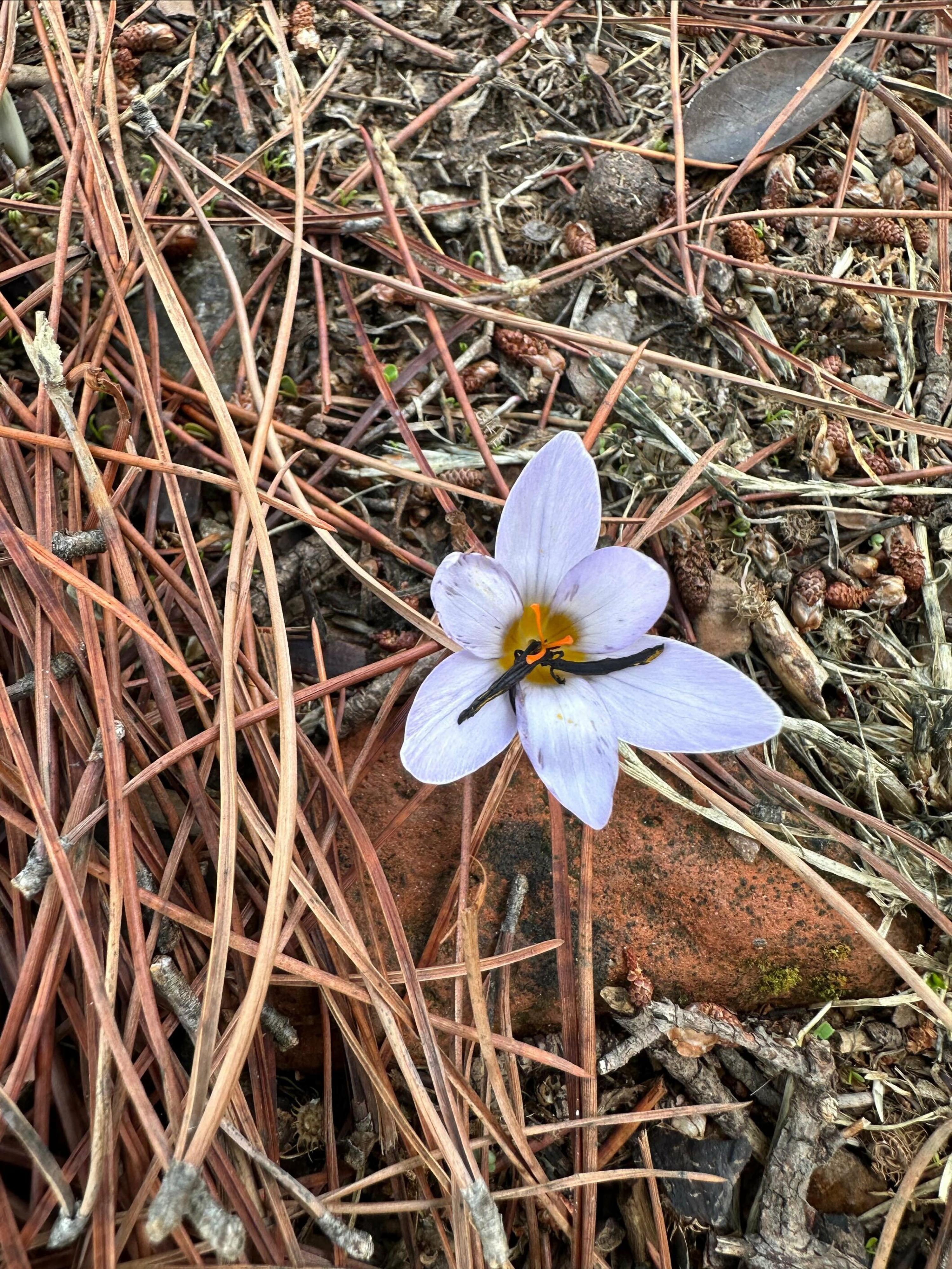 Sultan çiğdemini koparmanın cezası 557 bin lira