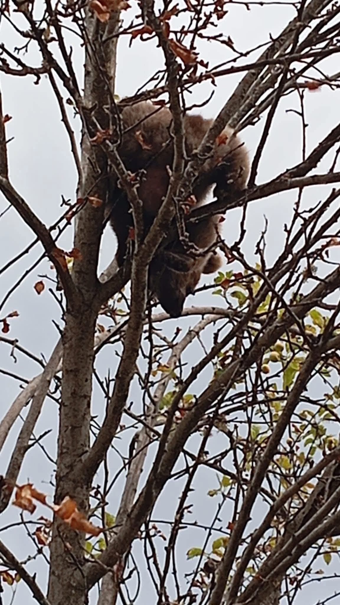 Karabükte Ağaca çıkan yavru ayı mahsur kaldı