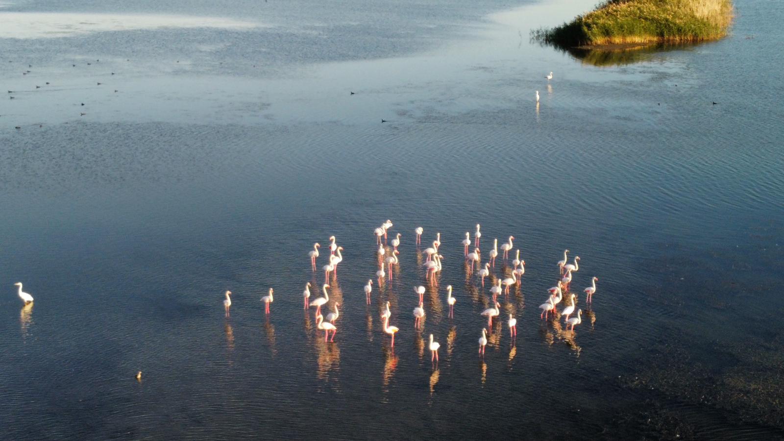 Kuraklığın Vurduğu Bölgede Bir Umut: Sugla Baraj Gölü'ne Flamingoların Gelişi