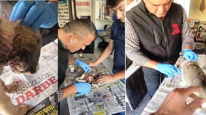 İnsanlığa İnanç Tazeleyen Örnek Davranış: Yaralı Yavru Köpeğe Umut Oldular