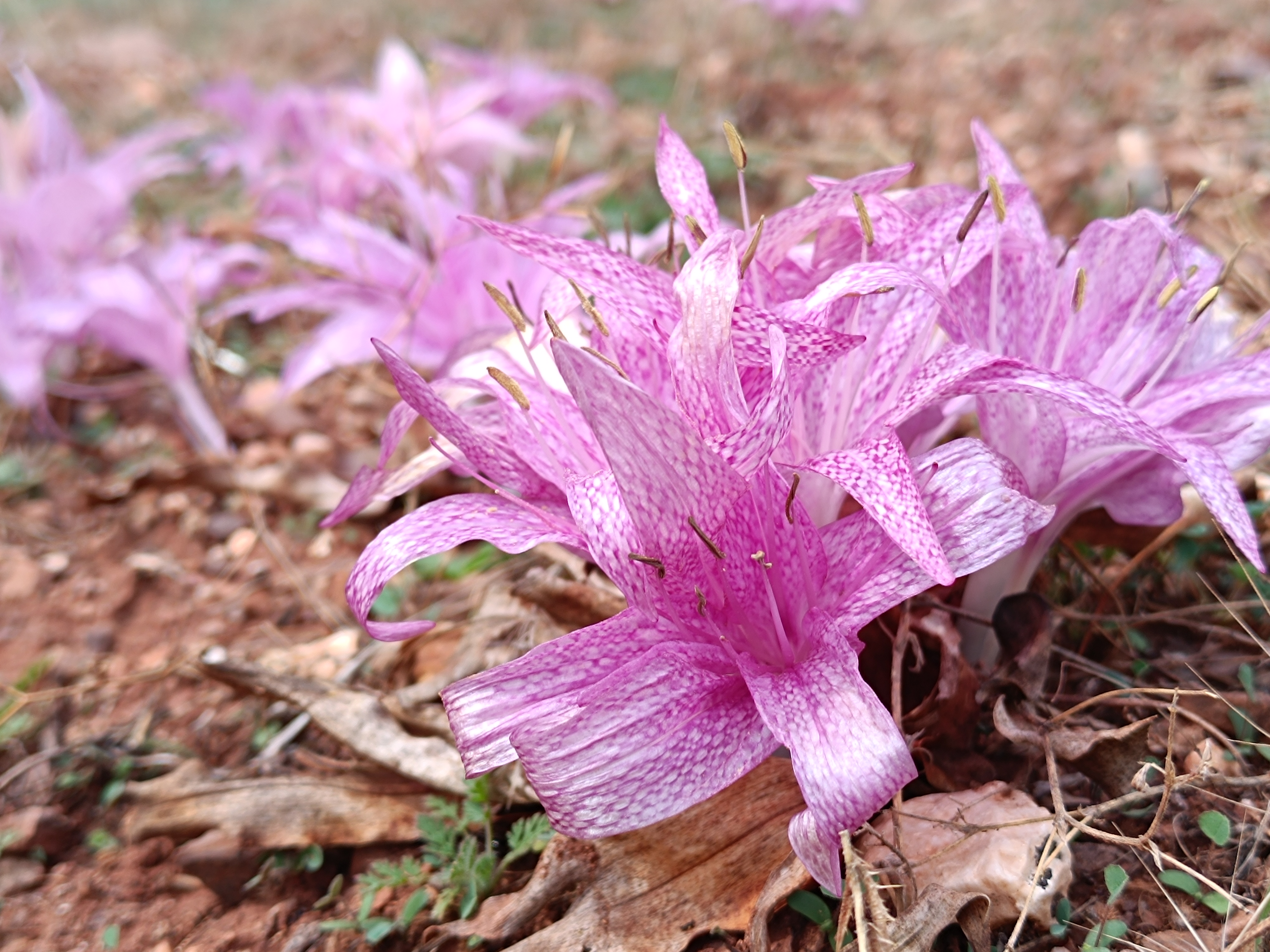 Toroslarda Kışın Habercisi 'Vargit' Çiçeği Açtı, Yaylalar Göç Zamanını İşaret Etti