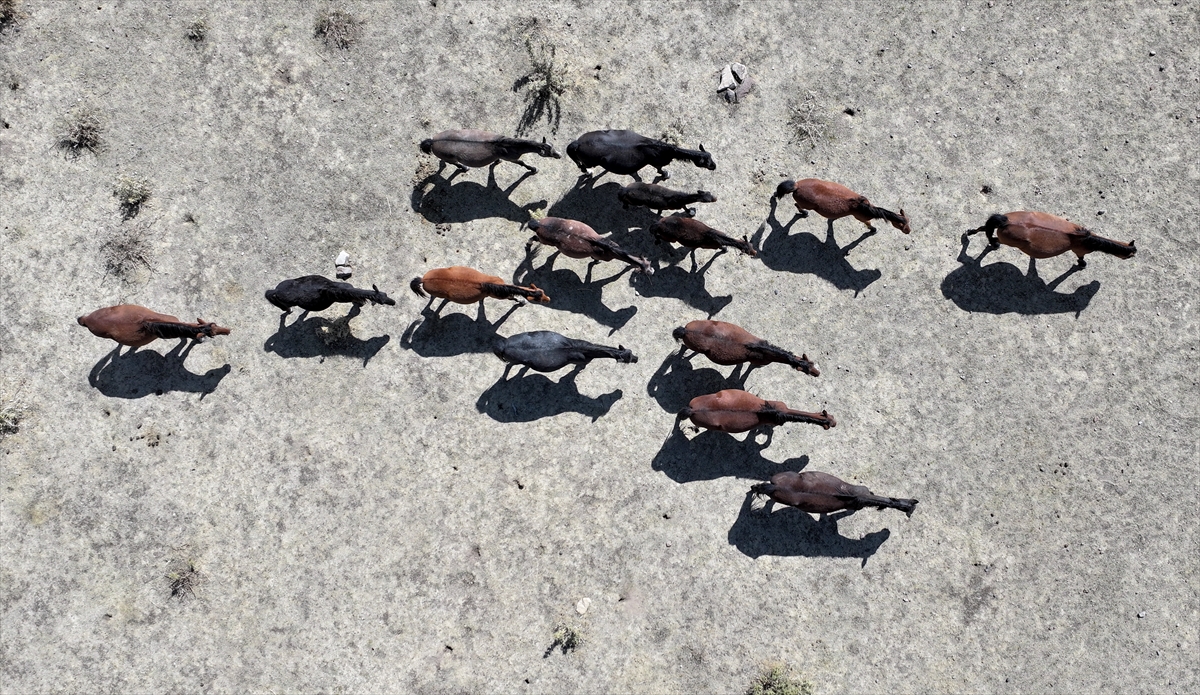 KAYSERİ - Özgürlüğün simgesi yılkı atları Erciyes'te dörtnala koşuyor