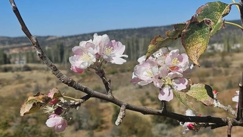 Konya'da Beklenen Kar Yağışı Yerine Ağaçlar Çiçek Açtı