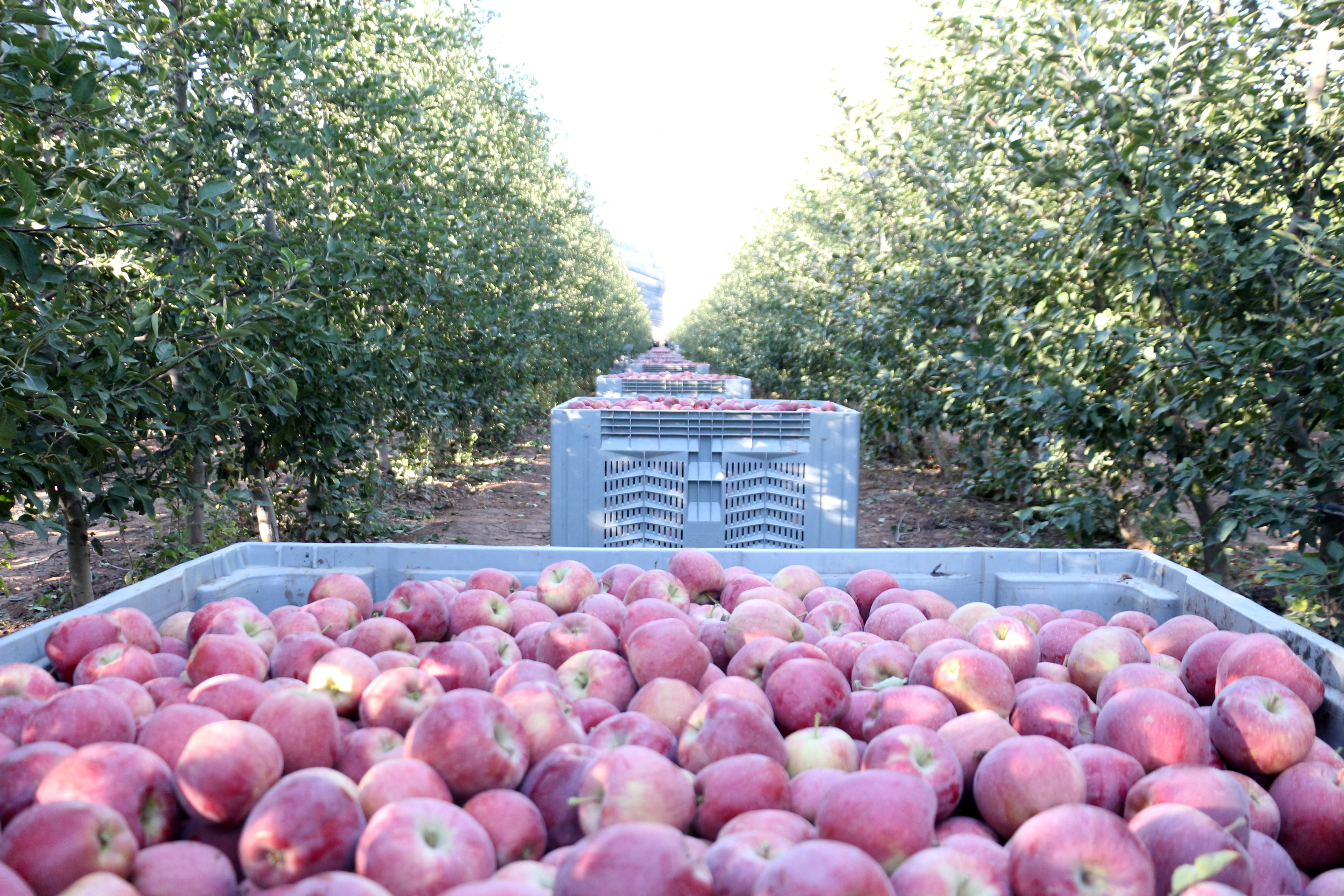 Isparta'da zirai don ve dolu zararı sonrası elmada rekolte beklentisi 800 bin ton