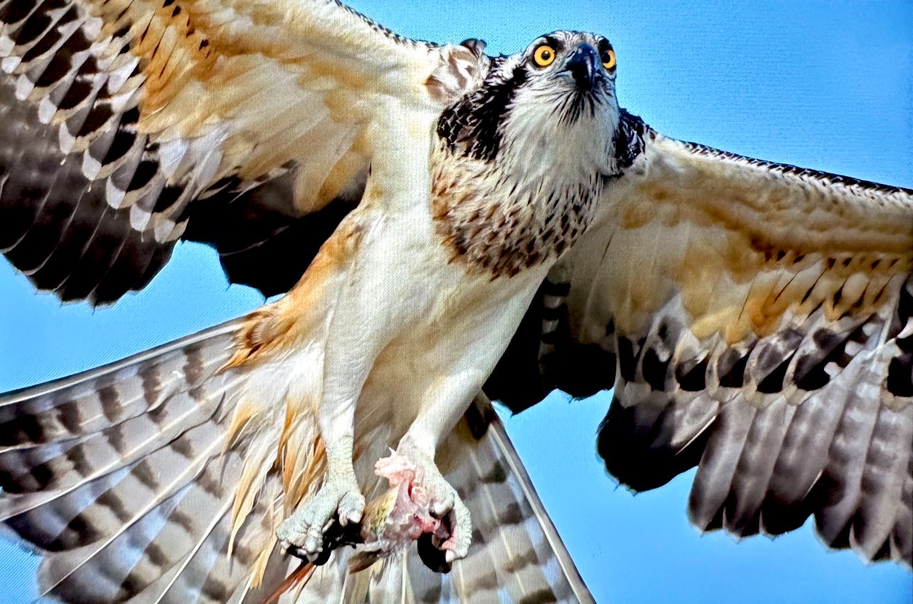Suya dalabilen tek yırtıcı kuş olan ‘balık kartalı’, Uluabat Gölü’nde görüntülendi