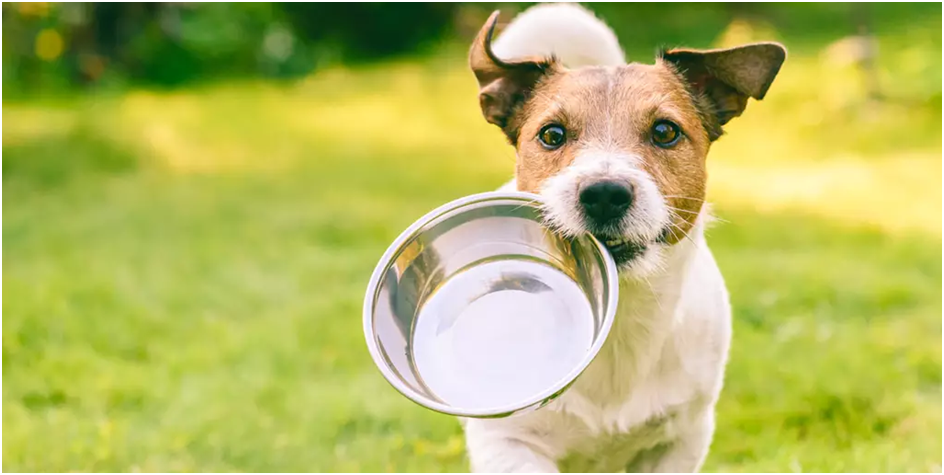 Köpeğiniz İçin Hipoalerjenik ve Kalp Destekleyici Mama Seçimi